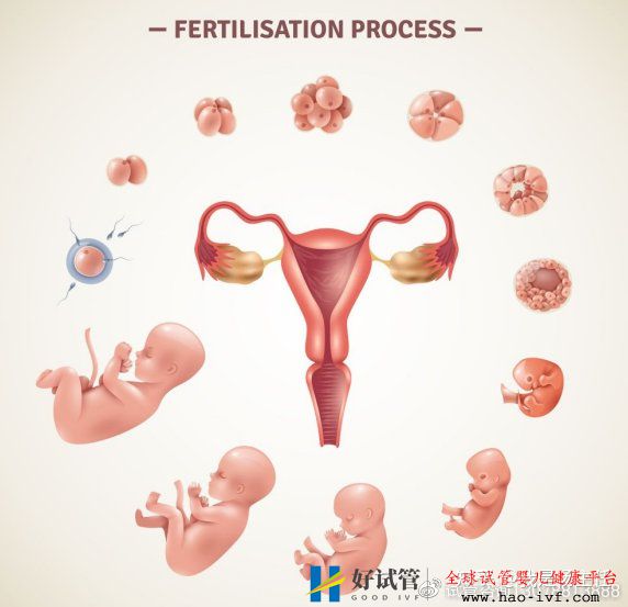 42岁做试管需要有多少个卵泡才能成功(图1)