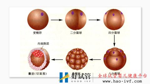 试管婴儿费用大约多少2021年——3.国内一二代试管婴...(图2)