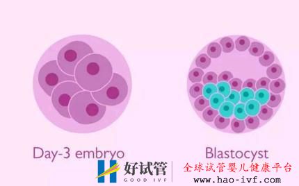 试管婴儿胚胎医生为什么建议养囊，而不是冷冻？(图1)