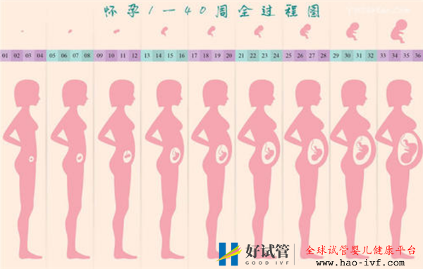 通过试管婴儿移植成功后多久会显肚子(图1)