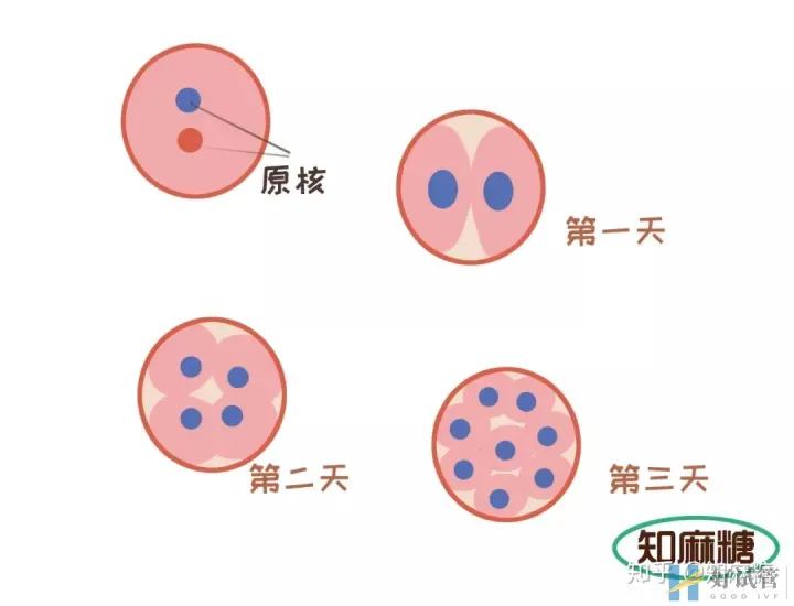 试管婴儿长方案需要多少天（什么是“试管婴儿”？）深度揭秘(图10)