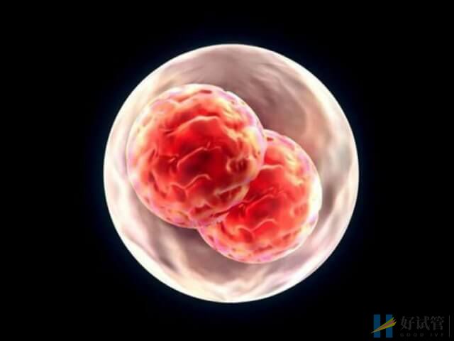 囊胚移植与自然受孕日期相差19天