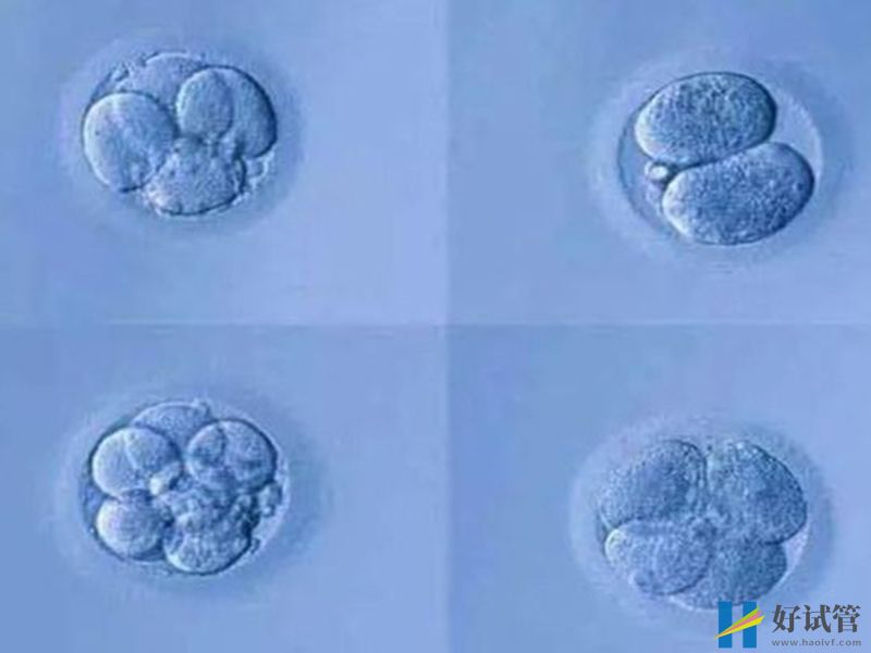 发育三天的胚胎即为优胚