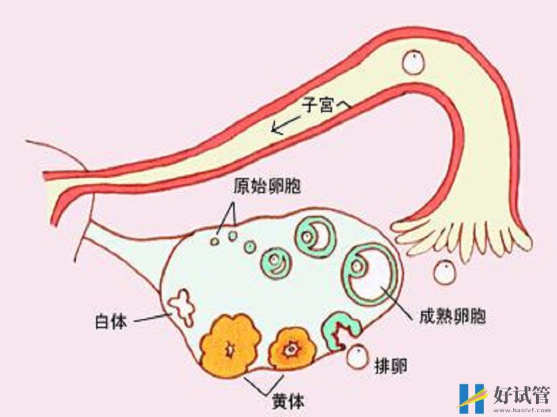 妈富隆可以降FSH值