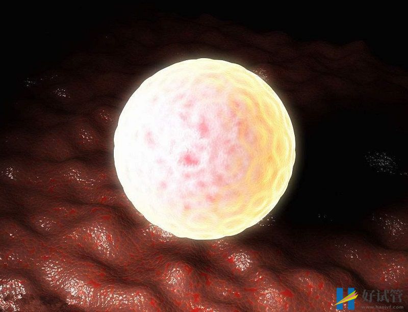 胚胎着床后雌二醇会升高到1000nmol/l