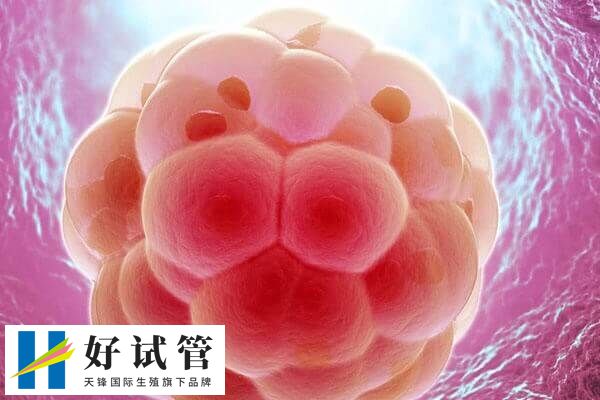 胚胎移植是试管婴儿中非常重要的环节