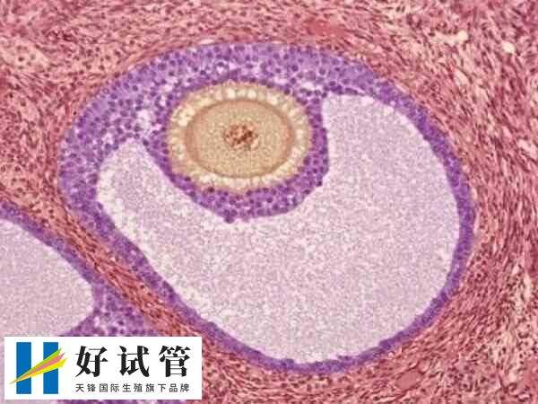 卵细胞的透明带可以保护卵子