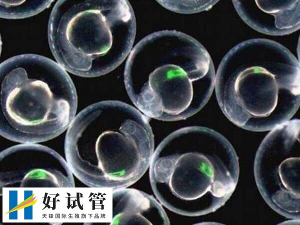 鲜胚移植着床后可能会出现出血
