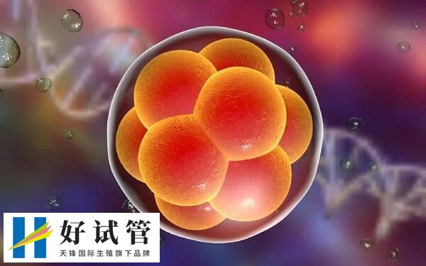 试管成功率和哪些因素有关(图2) 子宫内膜厚度会影响胚胎的着床情况