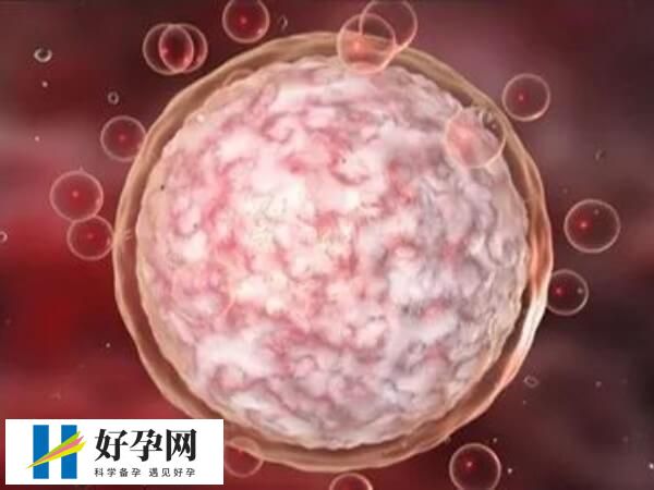 试管婴儿胚胎碎片多改善方法是什么(图1) 胚胎碎片多可能会影响胎儿发育